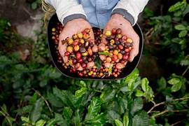 Recolección Selectiva